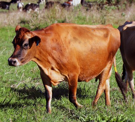 2 Female Brown Cows - Organic Dairy Farming - Barambah Organics