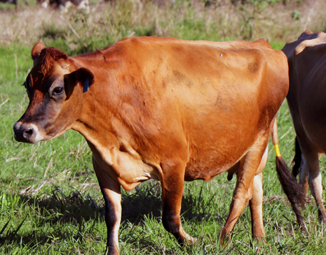 Brown Female Cow - Organic Dairy Farming - Barambah Organics