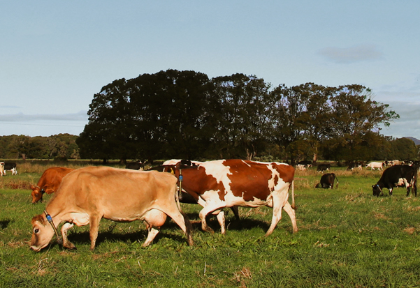 Organic Dairy Farm Cows - Australian Dairy Industry - Barambah Organics